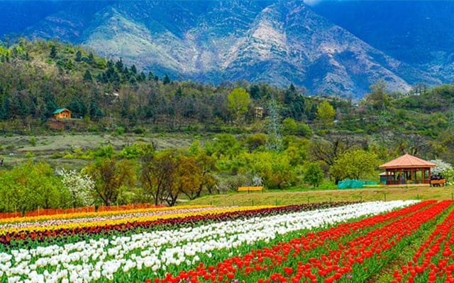 Luxury Cabs in Kashmir